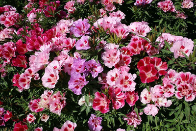 Lorvox All Season Exotic Clarkia Mix Flower Seed(35 per packet)