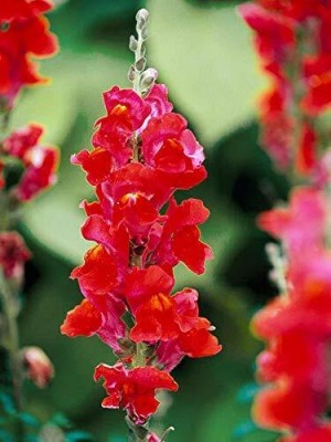 Aywal Antirrhinum - Dog Flower Mixed Seed(60 per packet)