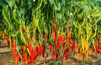 Kodali Hybrid F1 Chilli Seeds Pack Of 79 Seed(79 per packet)