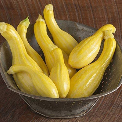 VibeX ® VMR-99 Crookneck Yellow Squash Seeds Seed(100 per packet)