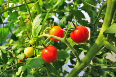 EyePlex tomato Seed(75 per packet)