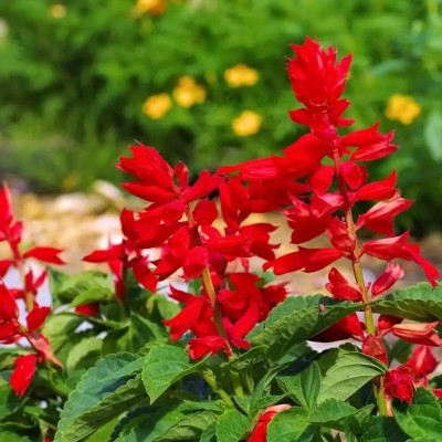 Aywal Salvia Mix Flower Seed(20 per packet)