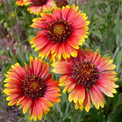 Avysa GAILLARDIA – INDIAN BLANKET FLOWER Seed(60 per packet)