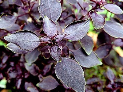 Qualtivate VVI-18 Herb Basil Red Rubin Seed(1000 per packet)