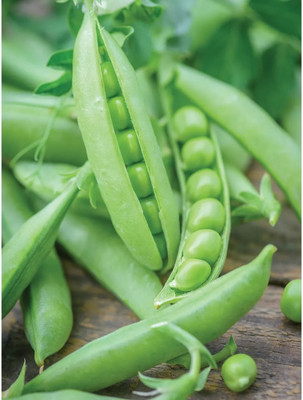 Quentova Green Peas Matar-KTK-7F Seed(200 per packet)