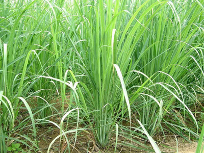 CYBEXIS LXI-22 - Insect Repellent Lemon Grass Plant - (2250 Seeds) Seed(2250 per packet)