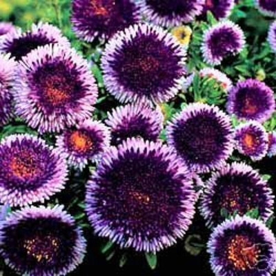 Aywal Aster Princess Mixed Flower Seed(80 per packet)