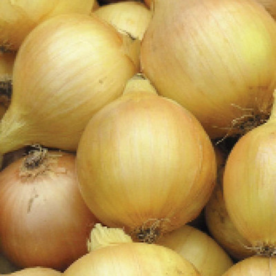 WILLVINE PUAS -IV Walla Walla Onion Seeds [5g] Seed(3000 per packet)