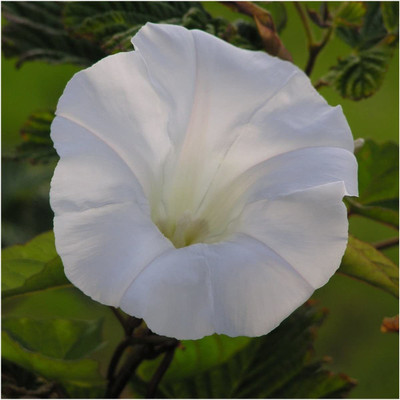 CYBEXIS LXI-22 - Morning Glory Flowering Climber Vine - (100 Seeds) Seed(100 per packet)