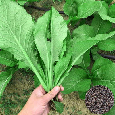 CYBEXIS Vegetable Plant Pak Choi Seeds200 Seeds Seed(200 per packet)