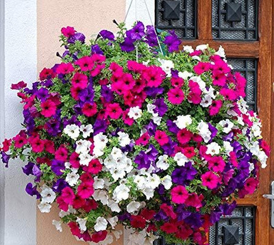 Qualtivate GBPUT-191 Petunia Unicum Rainbow Cascade Seeds Seed(50 per packet)