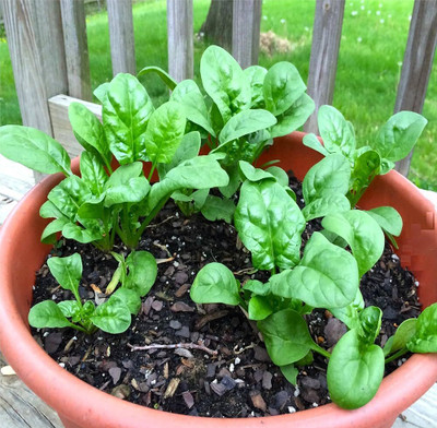 DEYS AGRO ™ spinach seeds, palak|palong seeds, high germination vegetable seeds Seed(68 per packet)