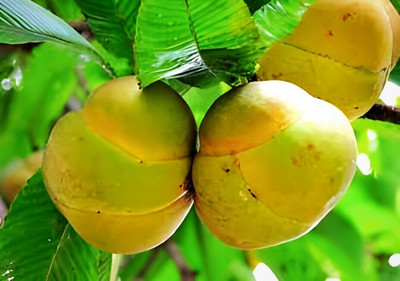 Cloud Farm Desi Tokk Chalta Tree Seed(1 per packet)