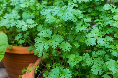 ZIXA Coriander Dhaniya Seed(250 per packet)