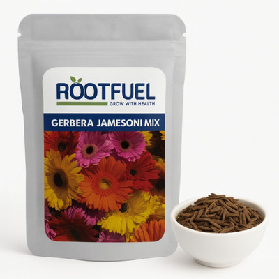 Happy Bazaar Gerbera Jamesoni Mixed Seed(5 g)