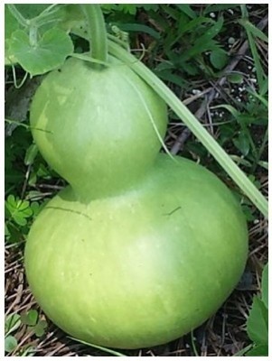 VibeX Vegetable Seeds | Bottle Gourd Round-(50 Gms, 250 Seeds) Seed(250 per packet)