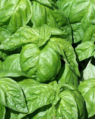 Qualtivate XL-14 Lettuce Leaf Basil Seed(1000 per packet)