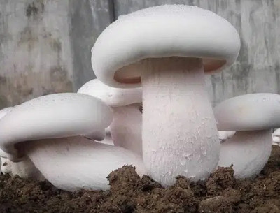 grenfel Mushroom 400 Gm White Milky Mushrooms 1st Generation Spawn/Seeds CO2 Variety Seed(400 g)