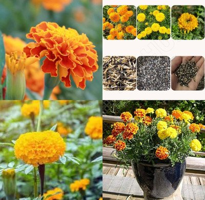 sbains Genda seeds for planting pack of 74 Seed(10 per packet)