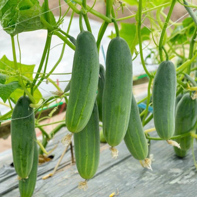 PMA cucumber Seed(75 per packet)