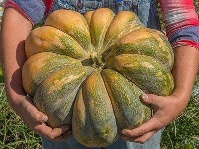 KNESSiN Early-Maturing Musquee de Provence Pumpkin (60 Seeds) Seed(60 per packet)
