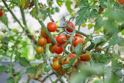 KNESSiN tomato Seed(90 per packet)