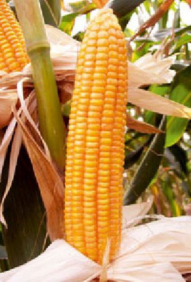 SUPRIKAM Hybrid Maize/vutta/sweet corn Seed(50 per packet)