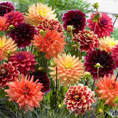 seedito dahlia mix flower seed,dahlia hybrid flower seed Seed(45 per packet)