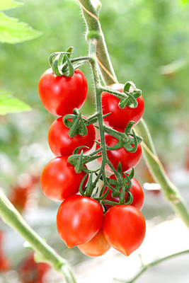 EMKOT tomato Seed(130 per packet)