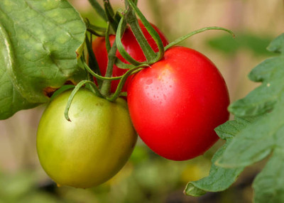 HYBRID tomato Seed(30 per packet)