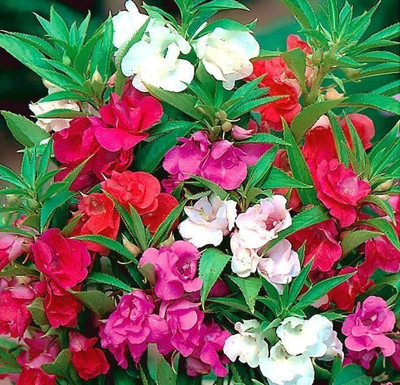 NurseryFriends Balsam double mix flower seeds, exotic balsam seeds, dopati seeds Seed(123 per packet)