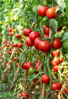 Shiv Shakti Ent tomato Seed(30 per packet)