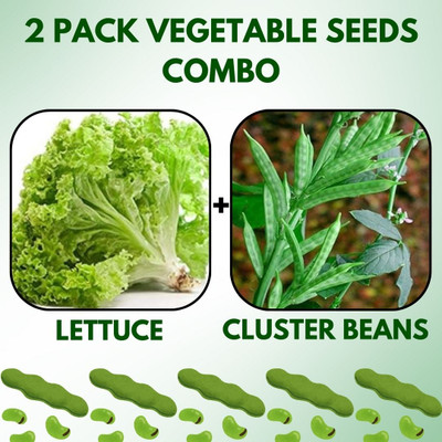 Infiniteseeds 2 Pack Combo Of Lettuce And Cluster Beans Vegetable Seeds Seed(50 per packet)