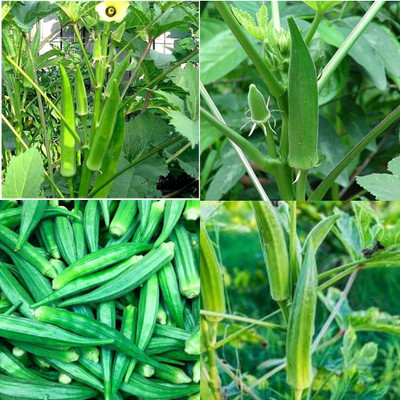 ibains Bhindi seeds powder 11 Seed(11 per packet)
