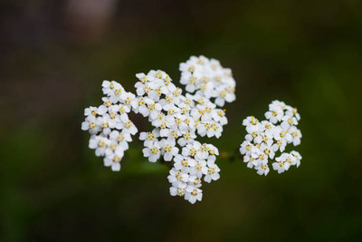 mixera gypsophila flower Seed(200 per packet)