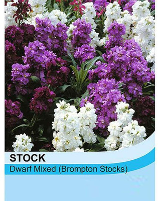 LPR STOCK Seed(5 per packet)