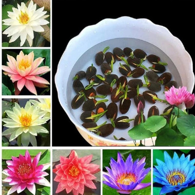 IAE Lotus Seeds for Planting in Water All Season Lotus Flower Hybrid Japanese Lotus Seed(35 per packet)