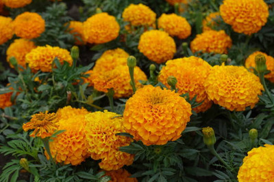 seedito marigold/gende ka phool flower seeds Seed(50 per packet)