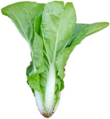 KNESSiN Cabbage Seed(200 per packet)