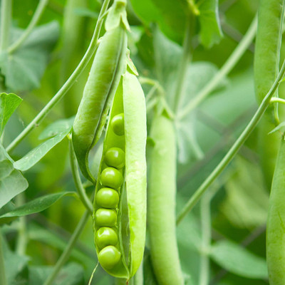 VibeX TLX-58 - Spring Field Peas - (900 Seeds) Seed(900 per packet)