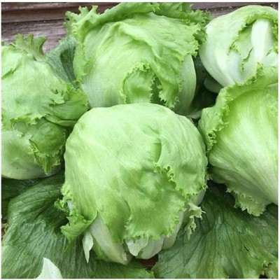 VibeX ® LXI-800 Lettuce Iceberg Crispino (Green) Seed(200 per packet)