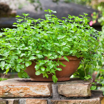 CYBEXIS XLR-57 - Spearmint Herb - (150 Seeds) Seed(150 per packet)