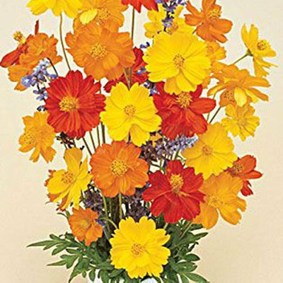 BDSresolve f1 cosmos seeds/cosmos seed 5 Seed(5 per packet)