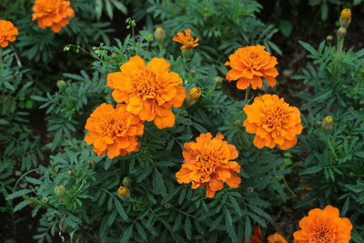 shayama marigold/gende ka phool flower seeds Seed(75 per packet)