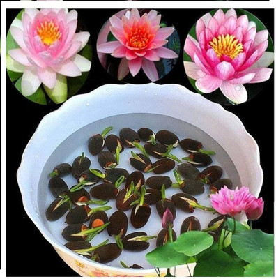 Arshiayat japanese lotus flower seeds Seed(13 per packet)