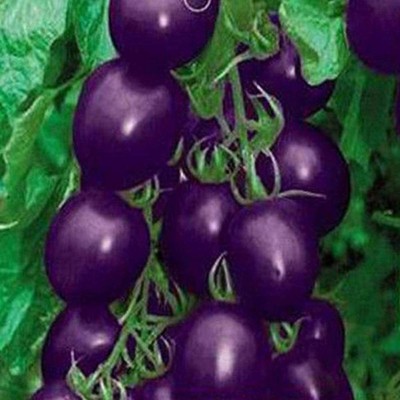 CYBEXIS F1 Hybrid Purple Cherry Tomato Seeds-250 Seeds Seed(250 per packet)