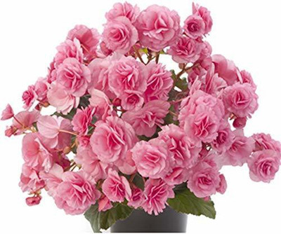 CYBEXIS NBIR-25 - Begonia Beautiful Multi-Colour Flowers - (270 Seeds) Seed(270 per packet)