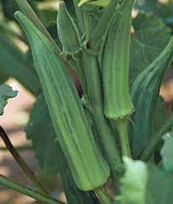 VibeX NBIR-25 - Okra Clemson - (450 Seeds) Seed(450 per packet)