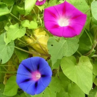 Aro Morning glory Seed(40 per packet)