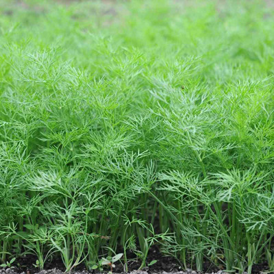 Mozette Soya dill Vegetable Seed(15 per packet)